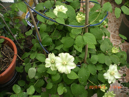 CIMG4654_����.jpg