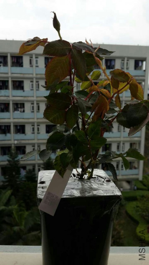 �յ�����