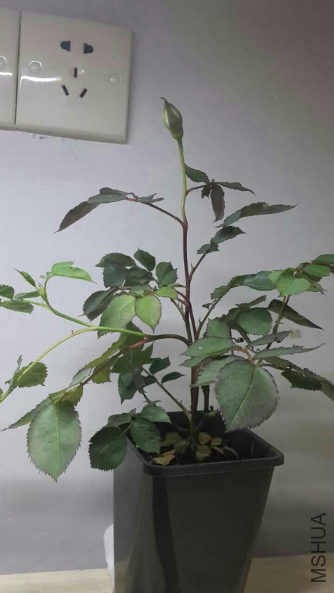 �������ڻ���������