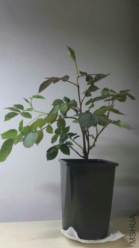 �������ں��������ˣ��Һ�û�£����ҳ��ò���