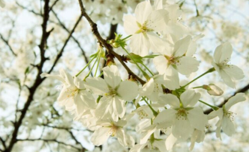 QQͼƬ20150409061749.png