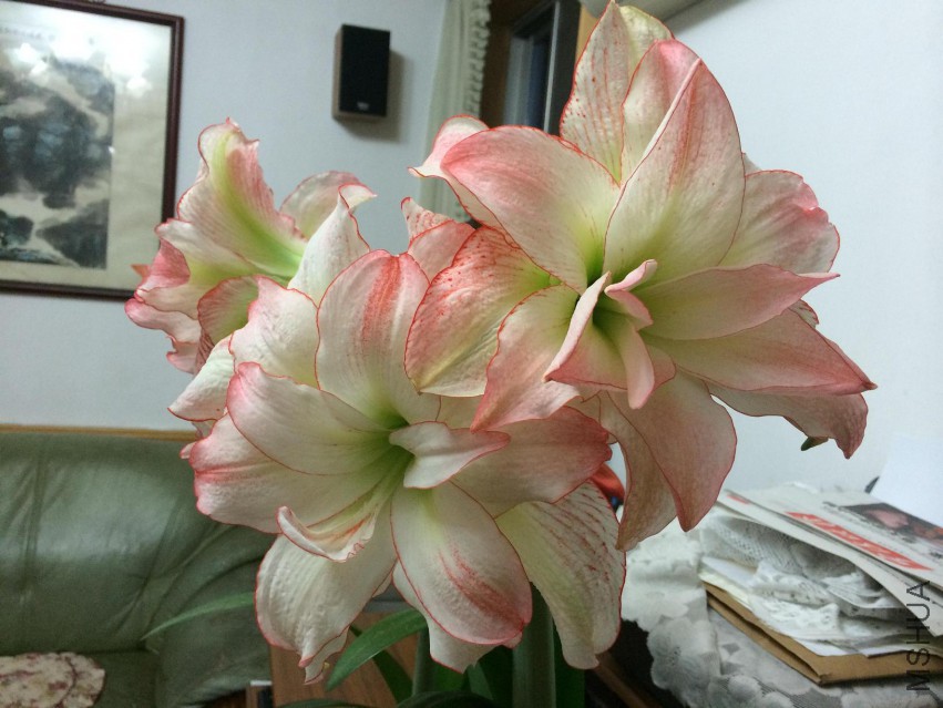 �ž黨��Ƭ 018.jpg