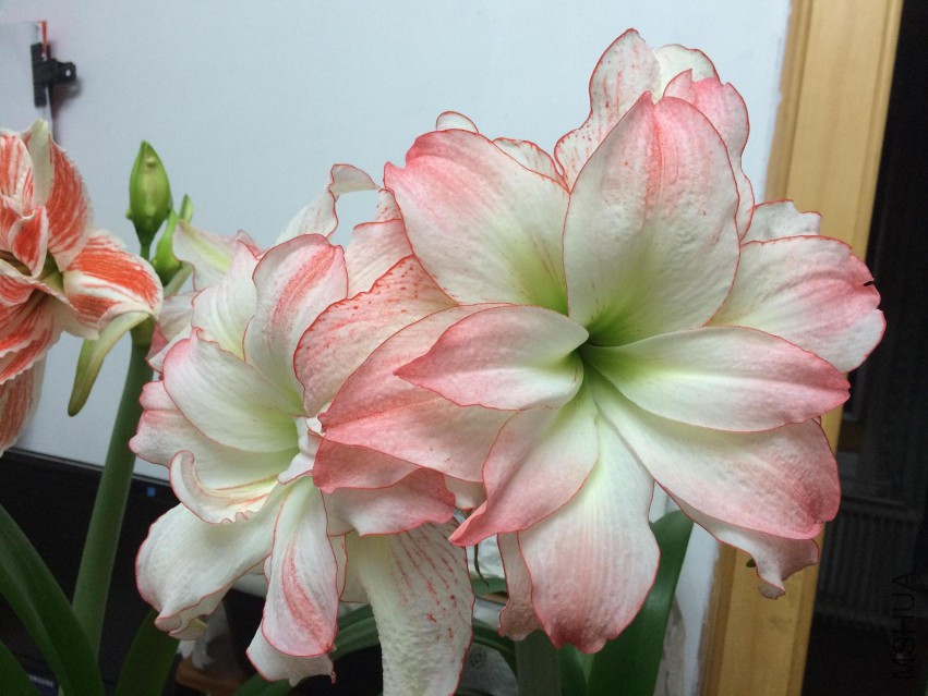 �ž黨��Ƭ 024.jpg