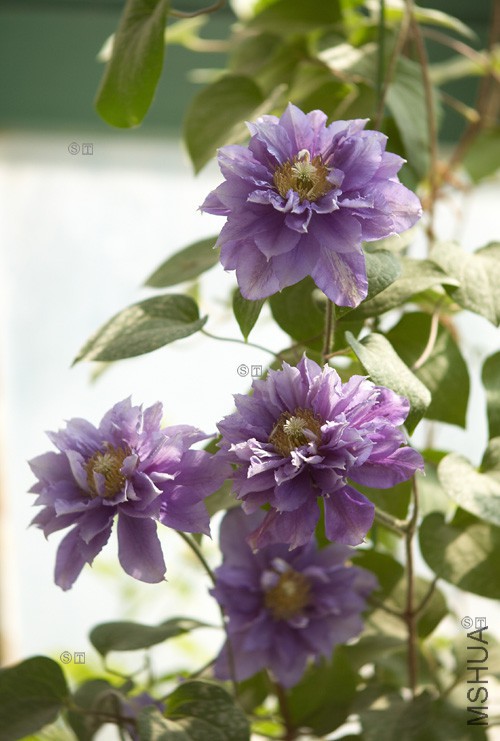 DSC_3416.jpg