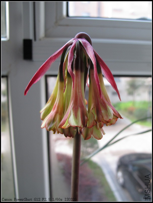 Cyrtanthus falcatus 1.jpg