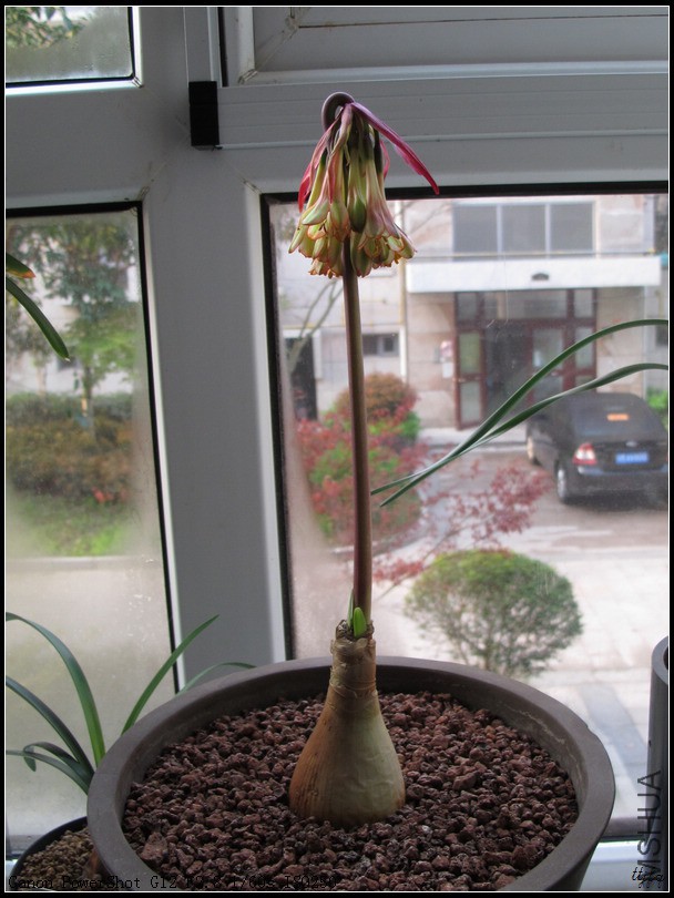 Cyrtanthus falcatus 2.jpg