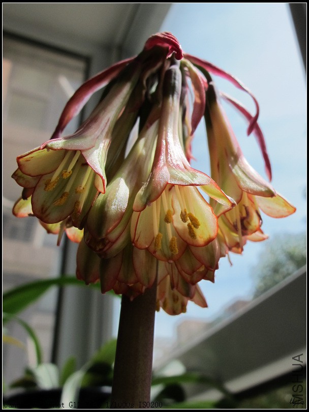 Cyrtanthus falcatus 3.jpg