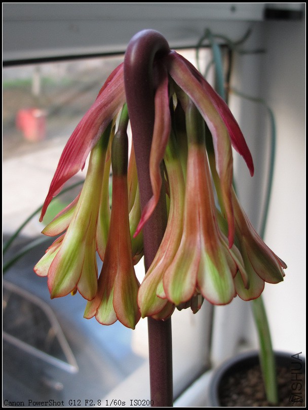 Cyrtanthus falcatus 4.jpg