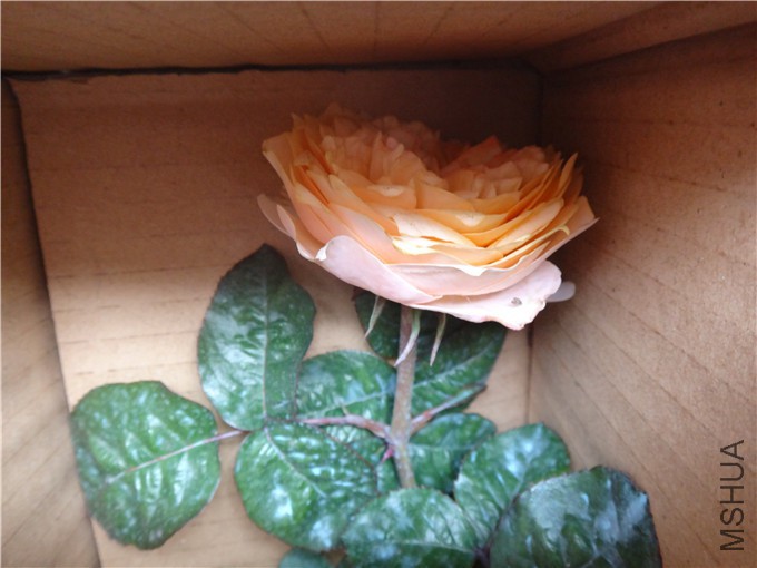 DSC04750_����.jpg