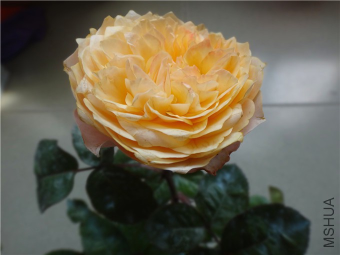 DSC04754_����.jpg
