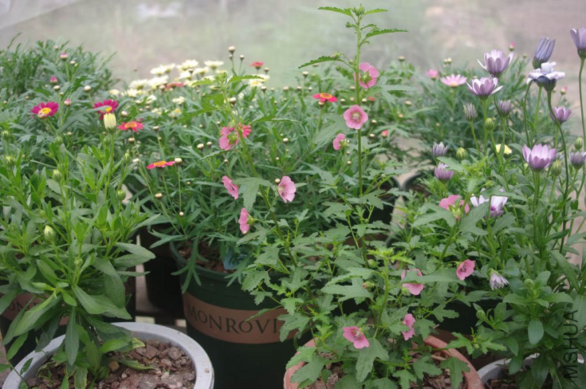 IMGP2011-1.jpg