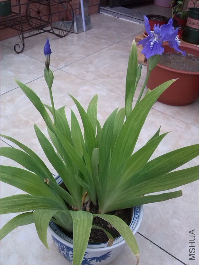 IMG_20150409_163813.jpg