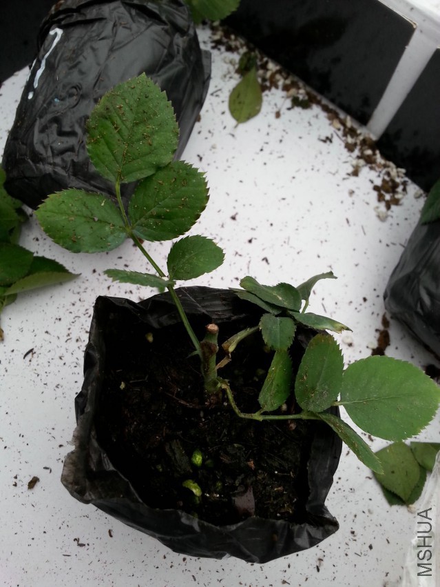 20150409_174431.jpg