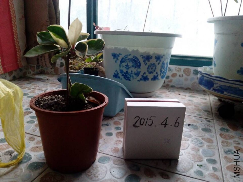 101452e8eypasntejnfa6a.jpg
