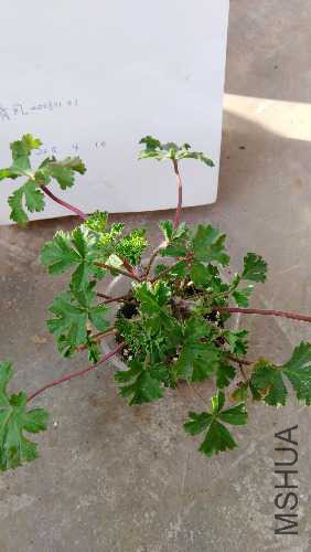 IMG_20150410_084120.jpg