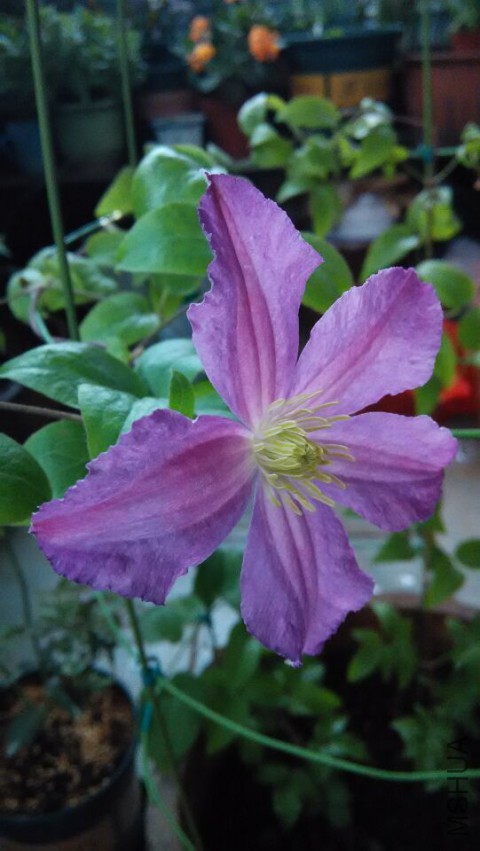 QQͼƬ20150410110147.jpg