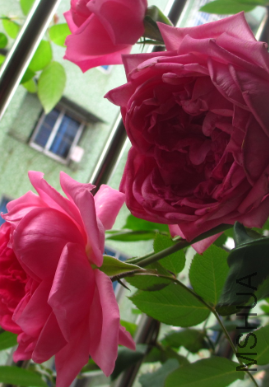 QQͼƬ201504101228560.png