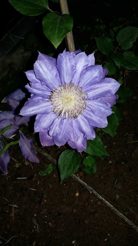 ��Ȼֻ��һ���������ذ�