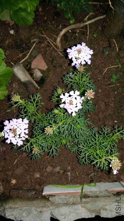 ��Ů���ȵ�������