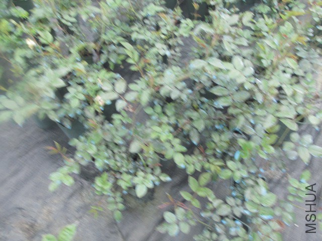 ��Ƭ 012.jpg