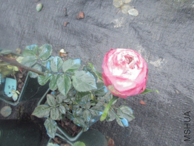 ��Ƭ 023.jpg