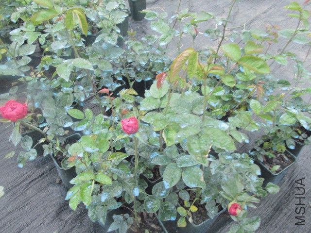 ��Ƭ 025.jpg