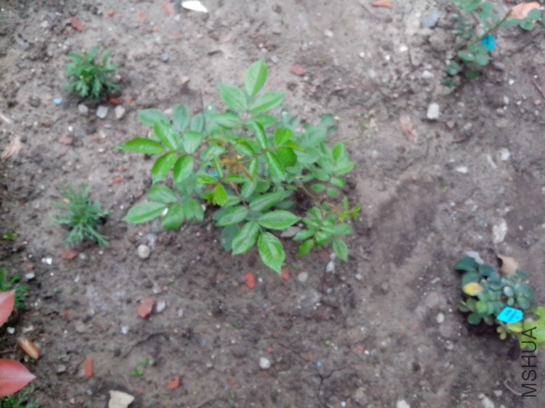 ����԰֮��