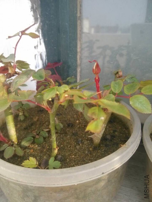 QQͼƬ20150411095703.jpg
