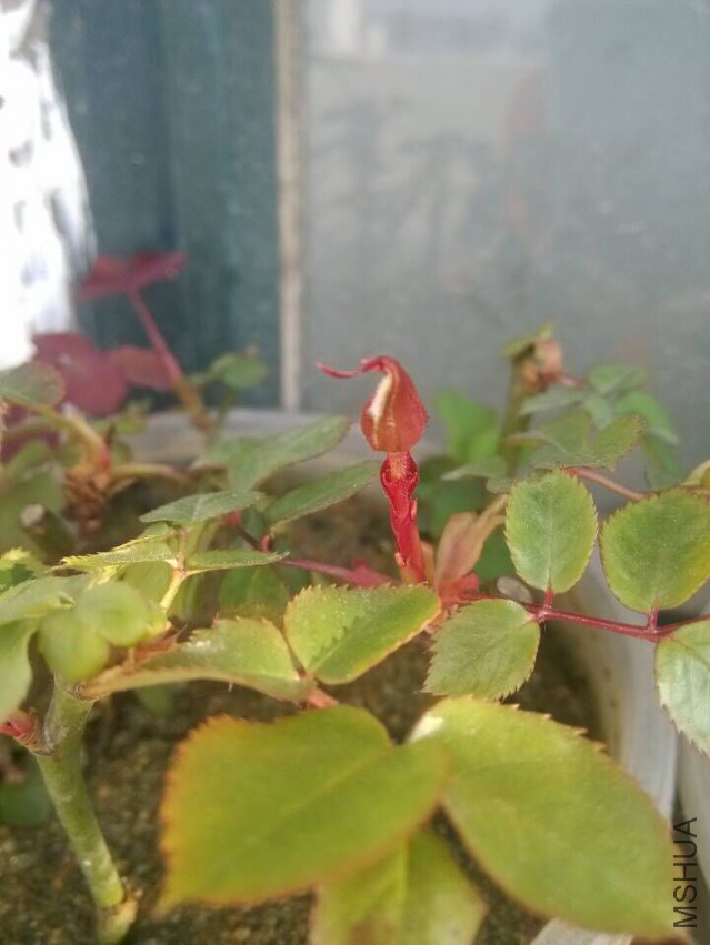 QQͼƬ20150411095709.jpg
