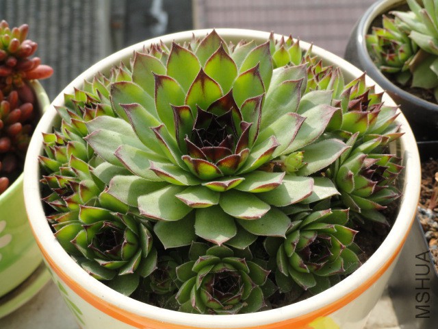 DSC04900.JPG