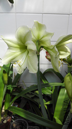 IMG20150328102018.jpg
