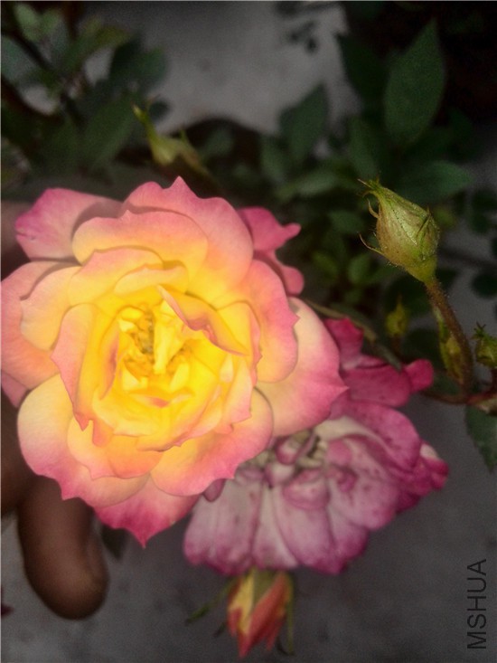 IMG_20150411_102558.jpg