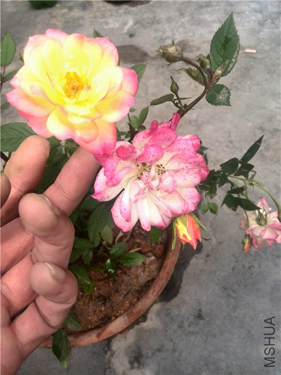 IMG_20150411_124351.jpg