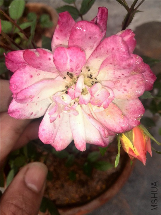 IMG_20150411_124503.jpg