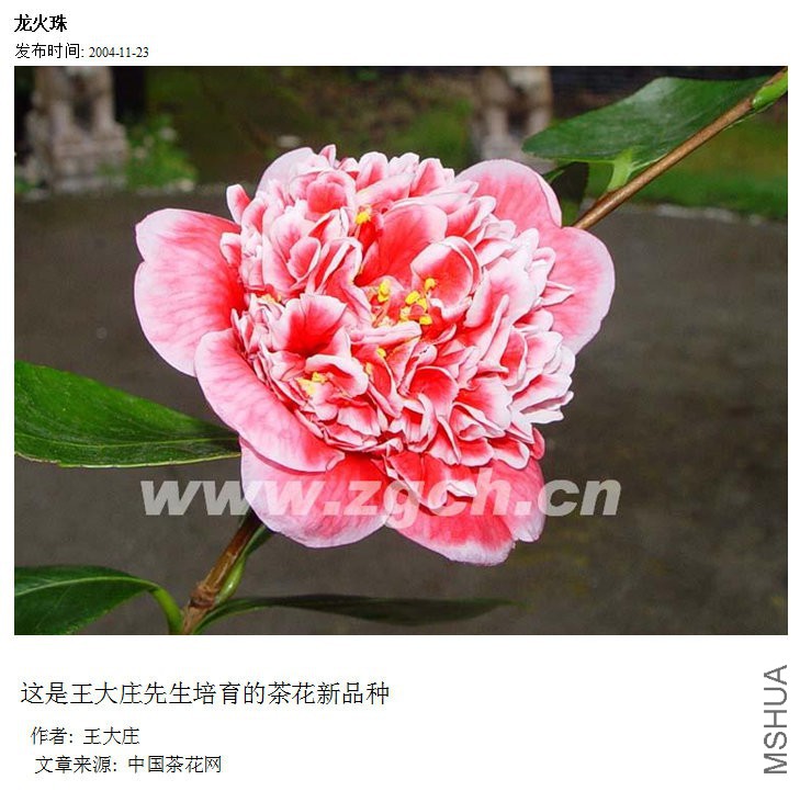 ������ 1.jpg