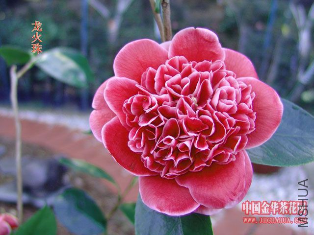 ������ 2.jpg