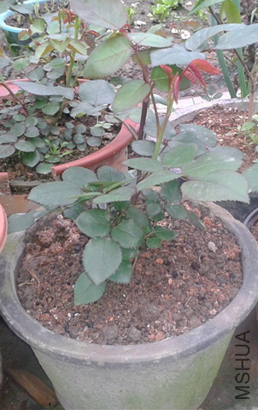 2015-04-05 16.52.13.jpg