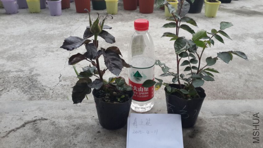 �������췽ҹ̷