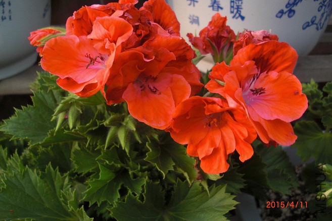 CIMG8209.JPG