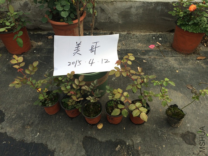 �ڱ������ǲ�
