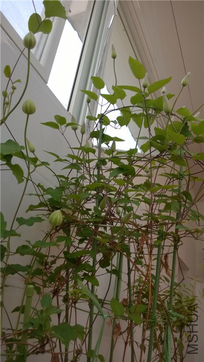 WP_20150410_003.jpg