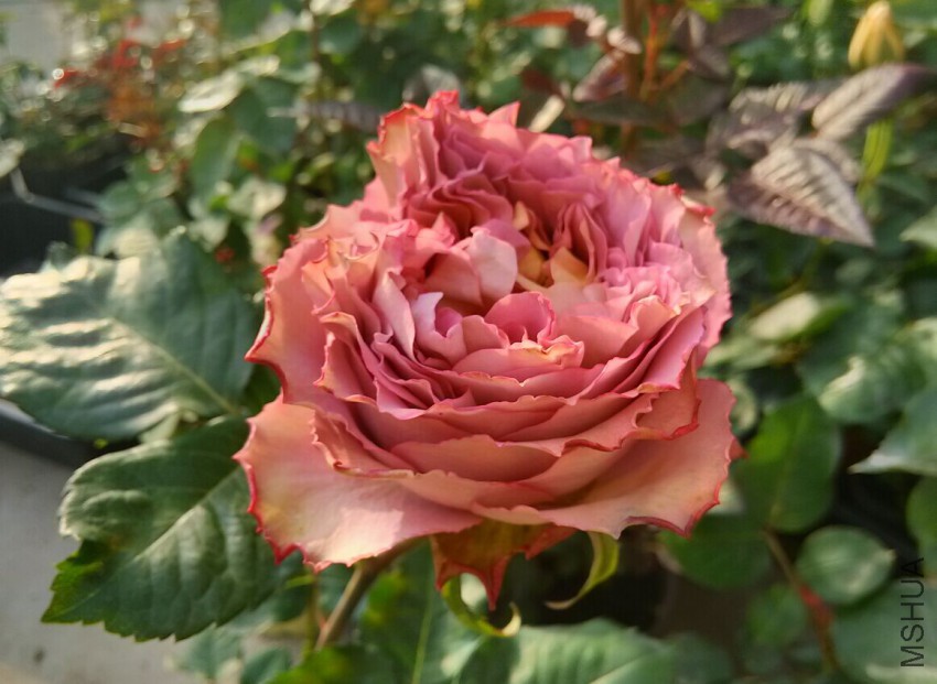 Ӣ�׽���.jpg