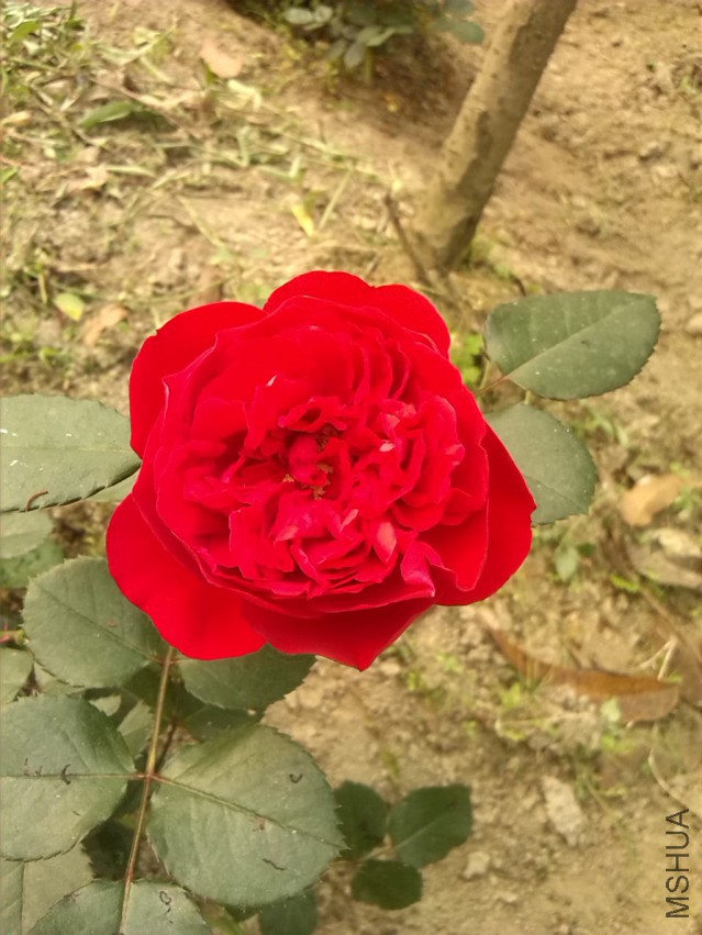 �����׵���