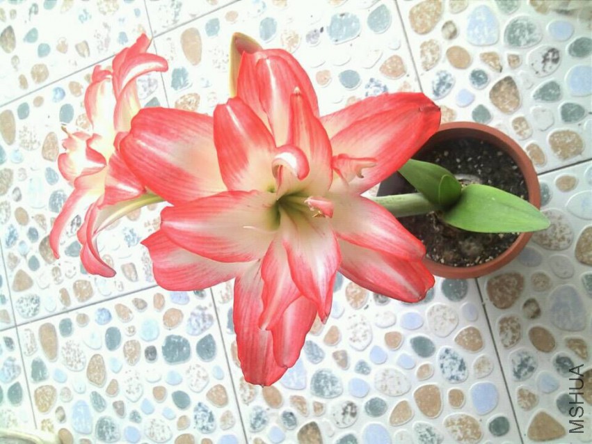 QQͼƬ20150412193918.jpg