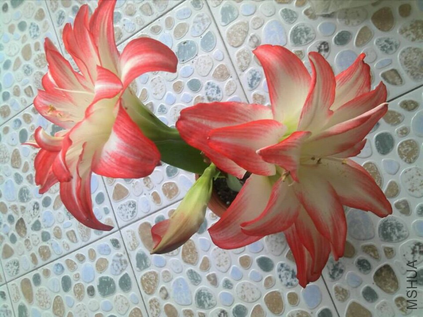 QQͼƬ20150412193904.jpg