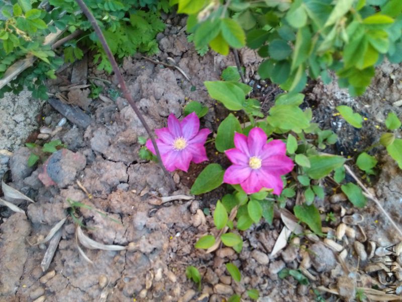 IMG_20150412_180547.jpg