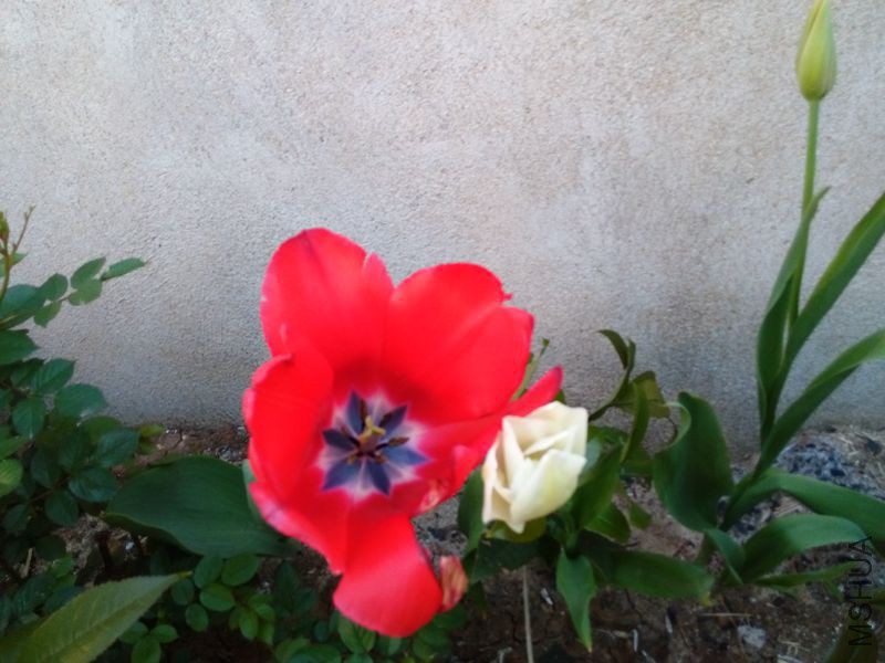 IMG_20150412_180435.jpg