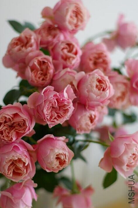 ����.jpg