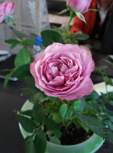 IMG_20150413_172321.jpg
