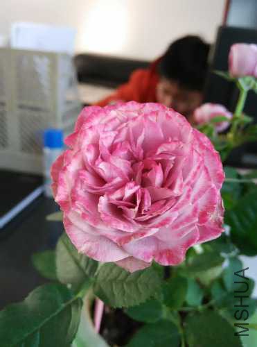 IMG_20150413_172252.jpg